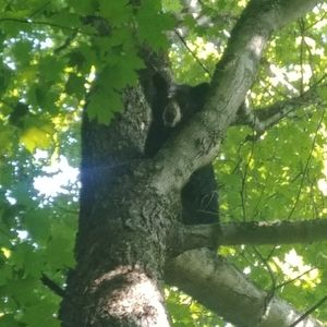 Meet your Posher, Donald